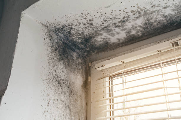 Trusted Crawl Space Mold Removal service in Alpine, NJ - Cheap Mold Removal