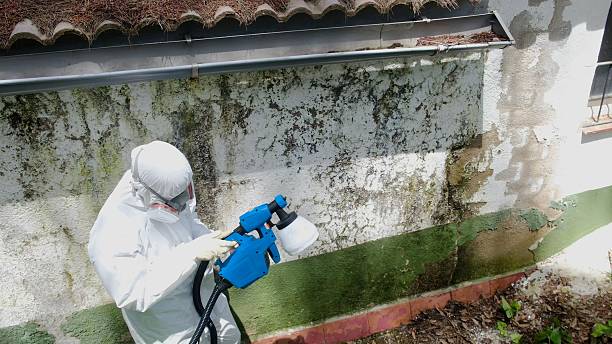 Trusted Attic Mold Removal service in Alpine, NJ - Cheap Mold Removal